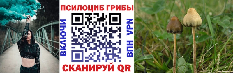 закладки  Гдов  Псилоцибиновые грибы Psilocybine cubensis 